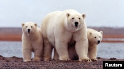 FILE - A polar bear keeps close to her young along the Beaufort Sea coast in Arctic National Wildlife Refuge, Alaska, March 6, 2007.