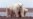 Study Quantifies Link Between Greenhouse Gases, Polar Bear Survival