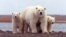 FILE - A polar bear keeps close to her young along the Beaufort Sea coast in Arctic National Wildlife Refuge, Alaska, March 6, 2007.