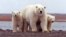 A polar bear keeps close to her young along the Beaufort Sea coast in Arctic National Wildlife Refuge, Alaska in a March 6, 2007 file photo.