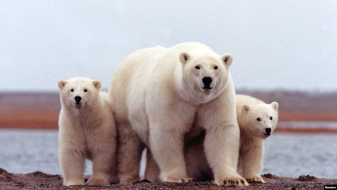 A polar bear keeps close to her young along the Beaufort Sea coast in Arctic National Wildlife Refuge, Alaska in a March 6, 2007 file photo.