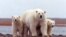 A polar bear keeps close to her young along the Beaufort Sea coast in Arctic National Wildlife Refuge, Alaska in a March 6, 2007 file photo.