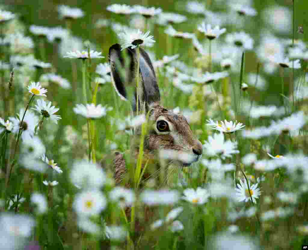 A hare sits in a field of marguerites in Frankfurt, Germany, May 26, 2019.