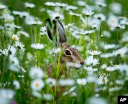 A hare sits in a field of marguerites in Frankfurt, Germany, late Sunday, May 26, 2019.