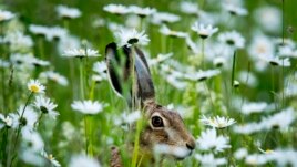 A hare sits in a field of marguerites in Frankfurt, Germany, late Sunday, May 26, 2019.