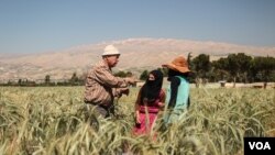 Crops are harvested in fields at the International Center for Agricultural Research in the Dry Areas, or ICARDA, site in Terbol, Bekaa Valley. (J.Owens/VOA)