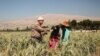 Crops are harvested in fields at the International Center for Agricultural Research in the Dry Areas, or ICARDA, site in Terbol, Bekaa Valley. (J.Owens/VOA)
