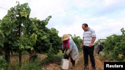 FILE - Tunisian farmer, Wajdi Graya, looks at workers harvesting grapes at his vineyard, in Nabeul, Tunisia August 31, 2023.