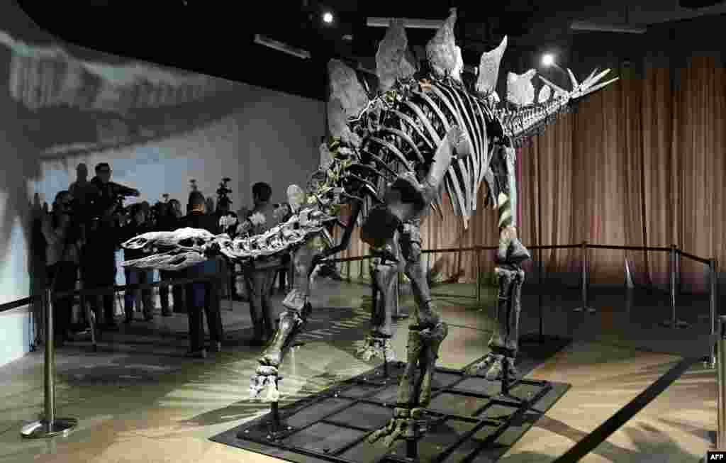 Fosil stegosaurus yang dijuluki Apex diperkenalkan ke kalangan media di Museum Sejarah Alam Amerika di New York. (AFP)&nbsp;