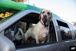 Ruby, una mascota, espera por su dueño para evacuar mientras el incendio Kincade amenaza el área cerca de Healdsburg, California, el sábado 26 de octubre de 2019. AP/ Ethan Swope.