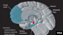 Salah satu bagian otak yang disebut ventral tegmental area (VTA -- warna merah) mengirim sistem imbalan dan mendorong rasa rindu pada tahap awal jatuh cinta.