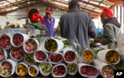 FILE - Workers pack roses for Valentine’s Day, at the AAA Growers’ farm in Nyahururu, four hours’ drive north of the capital Nairobi, in Kenya, Feb. 1, 2016.