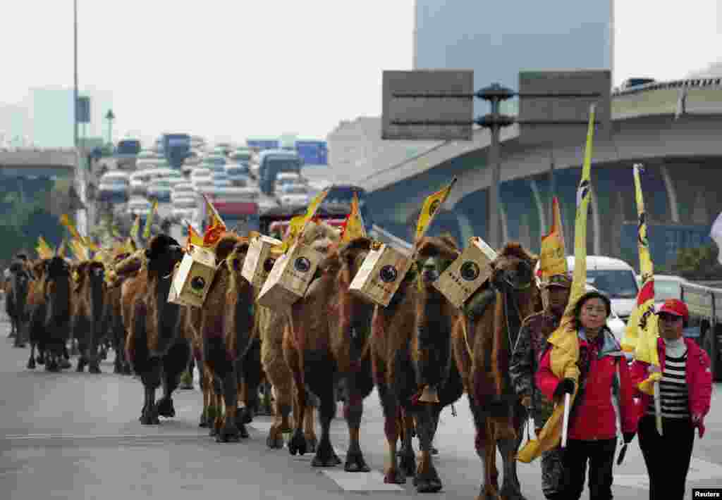 About 100 camels carrying boxes of tea walk on a highway during an event re-enacting the ancient tea trade journey from China to Europe in Changsha, Hunan province. 