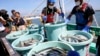 Para nelayan menurunkan makanan laut yang baru ditangkap di Pelabuhan Matsukawaura di Kota Soma, Prefektur Fukushima, Jepang, 1 September 2023. (Foto: Jiji Press/AFP)