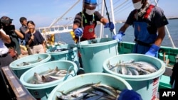 Para nelayan menurunkan makanan laut yang baru ditangkap di Pelabuhan Matsukawaura di Kota Soma, Prefektur Fukushima, Jepang, 1 September 2023. (Foto: Jiji Press/AFP)