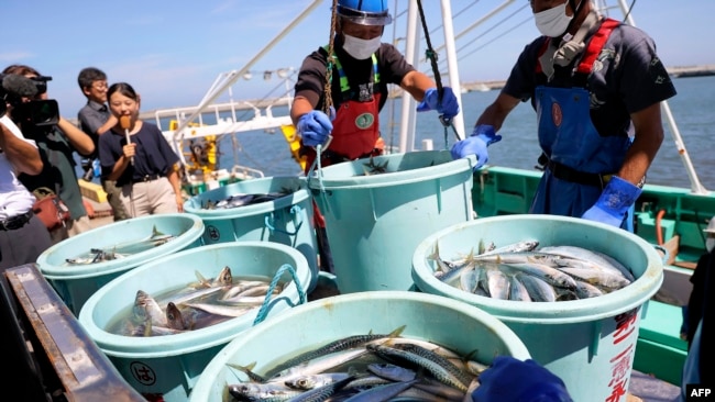 Fishery workers unloading seafood caught in offshore trawl fishing at the port of Matsukawaura in the city of Soma, Fukushima prefecture, Japan, Sept. 1, 2023. (Photo by JIJI Press / AFP) 