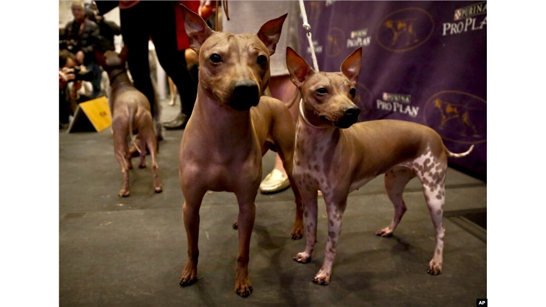 Candy, 2, left, Rodney, 7, center, and Johnny, 2, three American Hairless Terrier breeds owned by Virginia's Sue Medhurst are shown at a news conference, Monday Jan. 30, 2017, in New York. The dogs are among three new breeds competing in the Westminster Kennel Club's dog show.