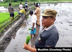 Muslihin (baju abu-abu) memberi contoh penerapan metode SRI ke petani Sumba (courtesy: Muslihin)