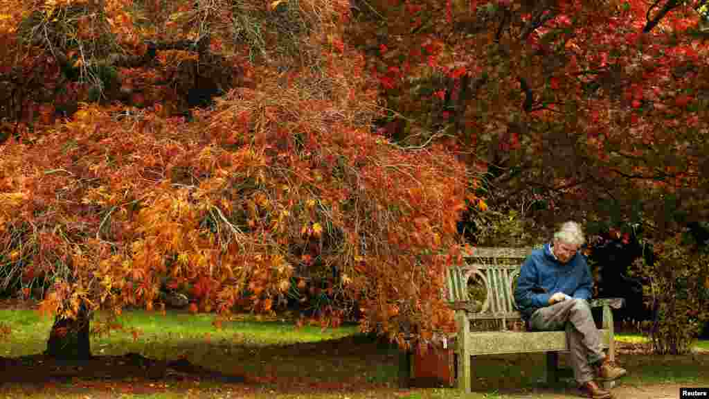 A man reads under trees in fall color at Sheffield Park Garden near Haywards Heath in southern England.
