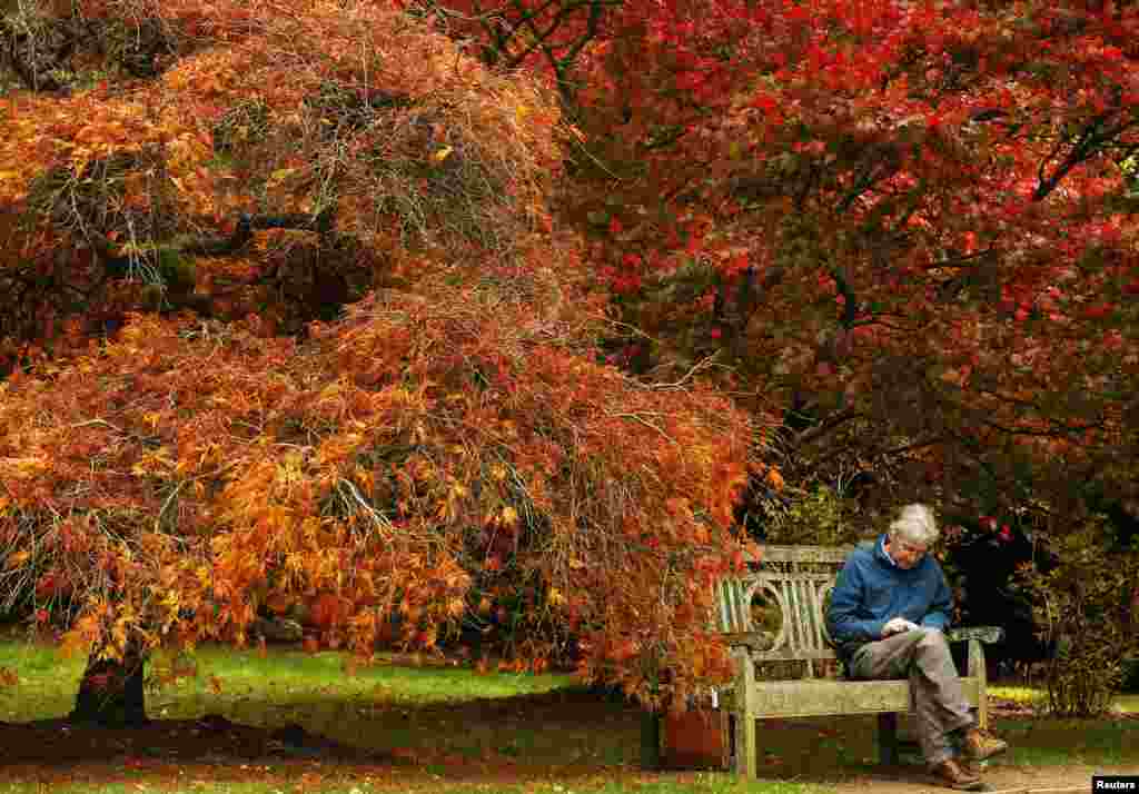 Seorang pria Inggris membaca di taman Sheffield yang dihiasi daun warna-warni pada musim gugur di&nbsp;Inggris selatan. 