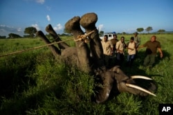 A team of wildlife veterinarians use a 4x4 vehicle and a rope to turn over a tranquilized elephant in order to attach a GPS tracking collar and remove the tranquilizer dart, in Mikumi National Park, Tanzania, March 21, 2018.