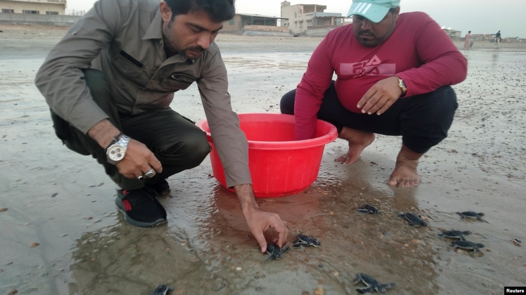 Officials from the Sindh Wildlife Department release baby turtles as they return to the sea in Karachi, Pakistan November 17, 2021. (REUTERS/Waseem Sattar)