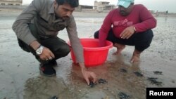 Officials from the Sindh Wildlife Department release baby turtles as they return to the sea in Karachi, Pakistan November 17, 2021. (REUTERS/Waseem Sattar)