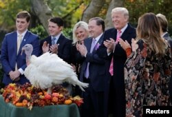 도널드 트럼프 미국 대통령이 20일 추수감사절을 앞두고 백악관 전통인 '칠면조 사면' 행사에 참석했다.