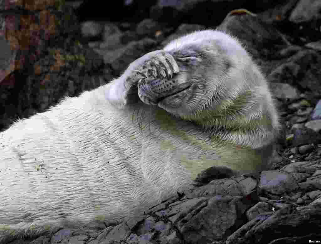 An Atlantic seal pup lies at St Martin's Haven, Pembrokeshire, Wales, Britain, Oct. 8, 2018.
