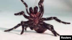 A Sydney funnel-web spider rears up on its hind legs as a tube used to extract venom is placed near its claws at the Australian Reptile Park at Gosford.