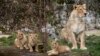 India Mulai Penghitungan Singa Asiatik yang Terancam Punah
