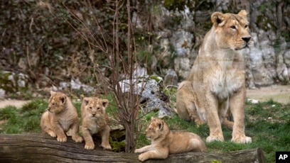 85+ Gambar Kebun Binatang Yang Belum Diwarnai Gratis Terbaik