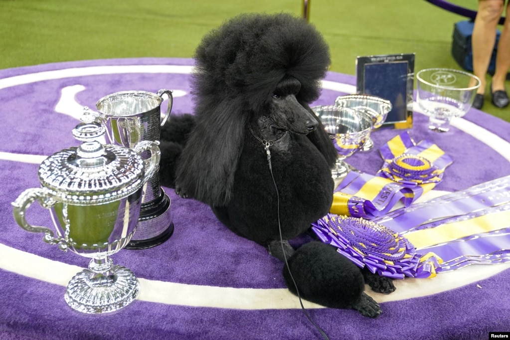 Siba the Standard Poodle, winner of Best in Show, is seen with awards at the 2020 Westminster Kennel Club Dog Show at Madison Square Garden in New York, Feb. 11, 2020.