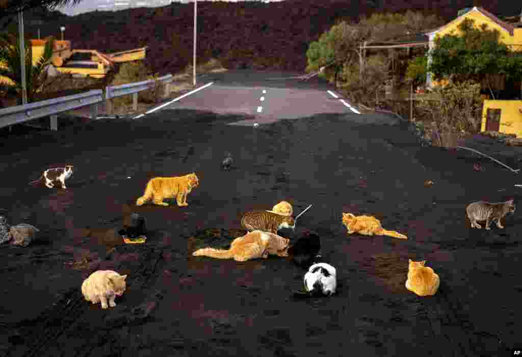 Abandoned cats wander in search of food at a road covered by ash and blocked by the lava at the exclusion zone near the volcano on the Canary island of La Palma, Spain.
