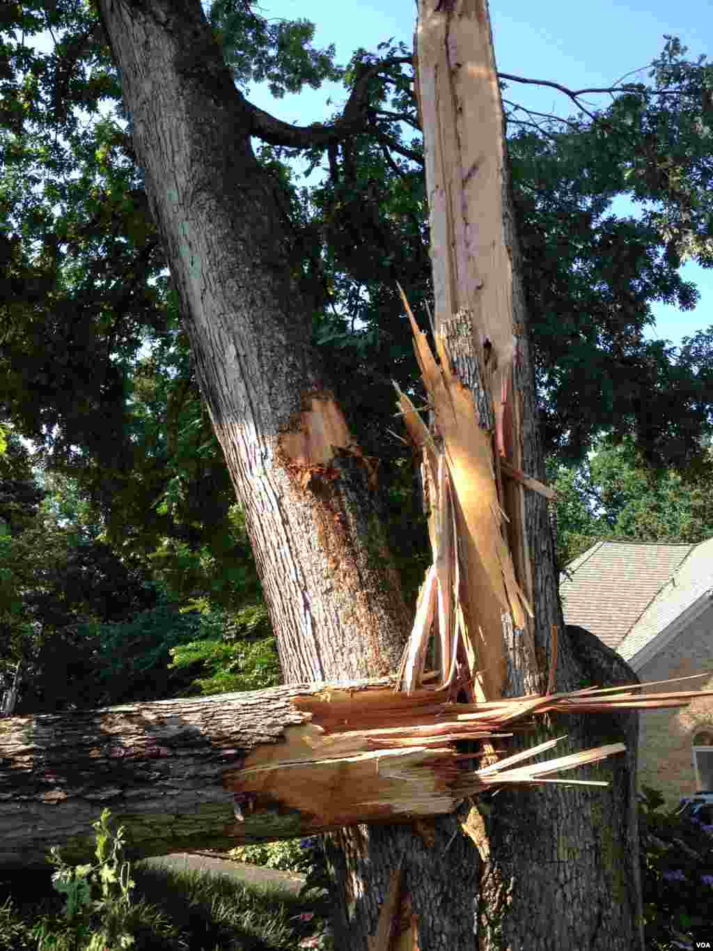 Trees damaged in the storm, Bethesda, Maryland, July 1, 2012. (G. Conway/VOA)