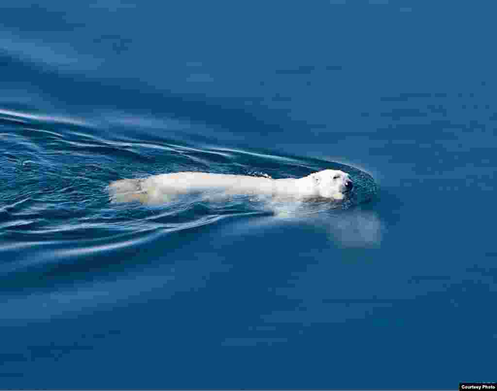 一些北極地區的北極熊一口氣可以游水300多公里。他們離不開冰原，而冰原正在減少。(Mike Lockhart/USGS)