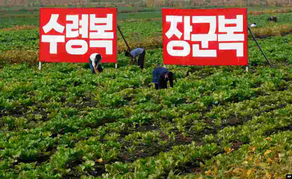 Para petani memanen hasil pertanian di provinsi Hwanghae Utara, Korea Utara. 