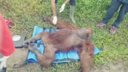 Orangutan Kalimantan jantan berusia 25 tahun di Desa Lempuyang, Kotawaringin Barat, Kalteng, yang terluka pada bagian kepala akibat sayatan senjata tajam, Minggu,31 Januari 2021. (Courtesy: BKSDA Kalteng).
