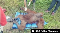 Orangutan Kalimantan jantan berusia 25 tahun di Desa Lempuyang, Kotawaringin Barat, Kalteng, yang terluka pada bagian kepala akibat sayatan senjata tajam, Minggu,31 Januari 2021. (Courtesy: BKSDA Kalteng).