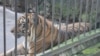 Seekor harimau Sumetera koleksi KBS Surabaya beristirahat di kandangnya (VOA/Petrus).