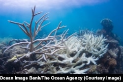 Coral bleaching due to warming sea waters is affecting reefs around the world. (Ocean Image Bank/The Ocean Agency)