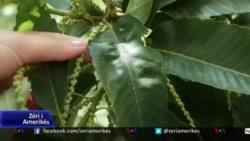 Mbrojtja e masiveve me gështenja