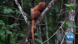 Deforestation Threatens Brazil Forest, Golden Lion Tamarin That Lives There