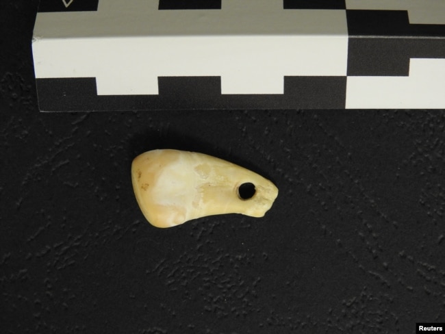 A top view of the pierced elk tooth discovered in the Denisova Cave in southern Siberia is seen in this undated handout picture. Scientists have recovered the DNA of a woman from the tooth, which was used as a pendant 19,000 to 25,000 years ago. (Max Planck Institute for Evolutionary Anthropology/Handout via REUTERS)