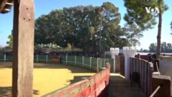 Spain Bullfighting -- USAGM