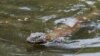 Seekor komodo muda bernama ilmiah Varanus komodoensis berenang di dalam kandang pemeliharaan di Kebun Binatang Surabaya, Surabaya, Provinsi Jawa Timur, 1 November 2021. (Foto: REUTERS/Prasto Wardoyo)