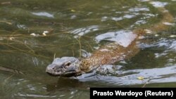 Seekor komodo muda bernama ilmiah Varanus komodoensis berenang di dalam kandang pemeliharaan di Kebun Binatang Surabaya, Surabaya, Provinsi Jawa Timur, 1 November 2021. (Foto: REUTERS/Prasto Wardoyo)