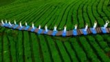 People perform yoga at a tea plantation in Enshi, Hubei province, China.