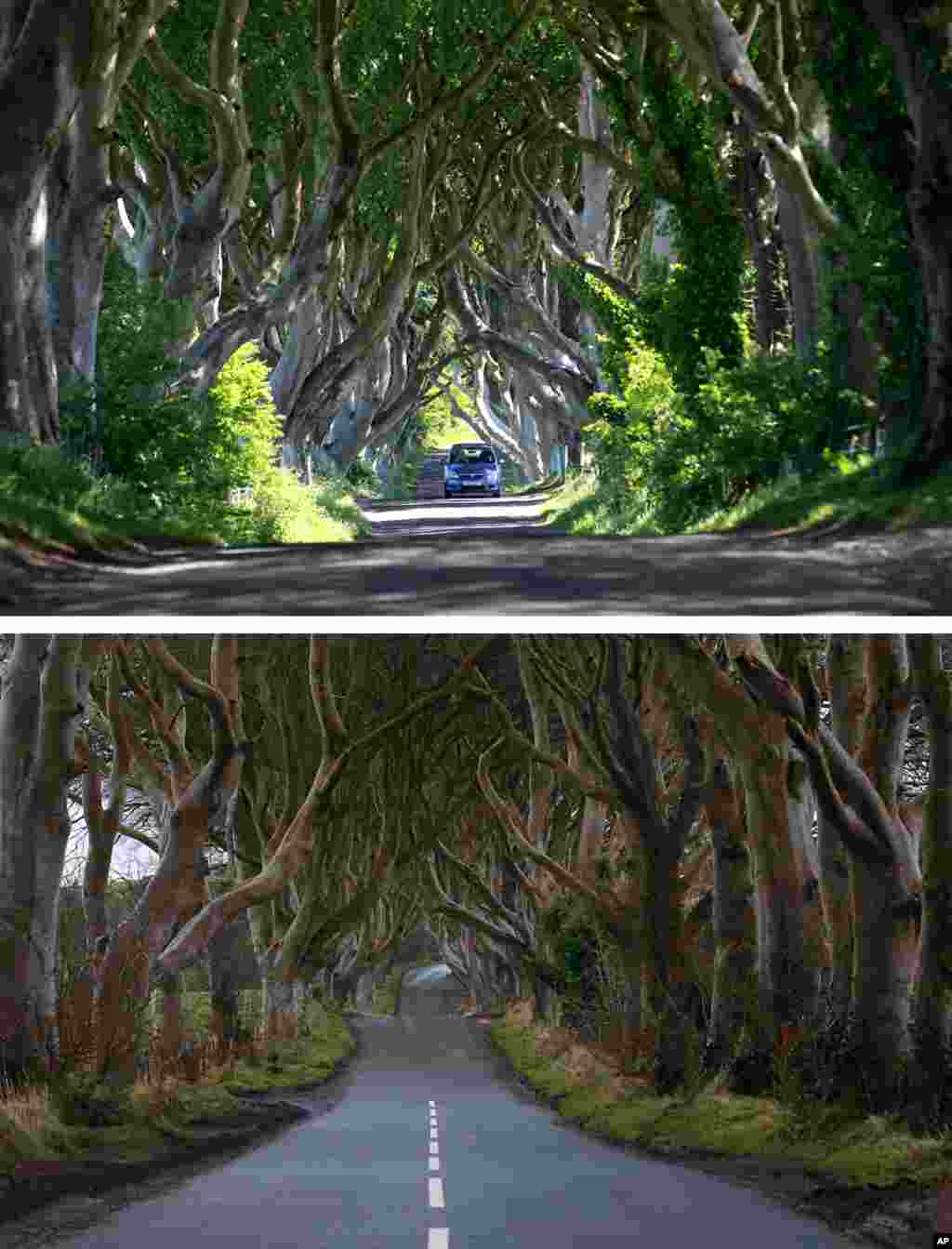 This combo shows the famous Dark Hedges along Bregagh Road, in Armoy, Northern Ireland, with the top photo taken June 16, 2014, and the bottom on Feb. 10, 2016. A contractor painted the white lines by mistake in the iconic tunnel of trees appearing as the Kingsroad in the smash-hit television series Game of Thrones.