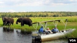 Expertos dicen que la caza furtiva ha alcanzado niveles alarmantes en el Congo y Mozambique.